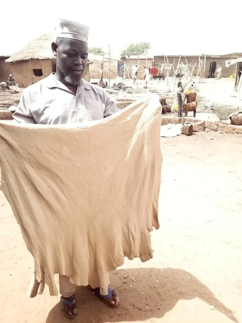 Local Botanical holding up genuine Sokoto™ Goatskin raw hide.