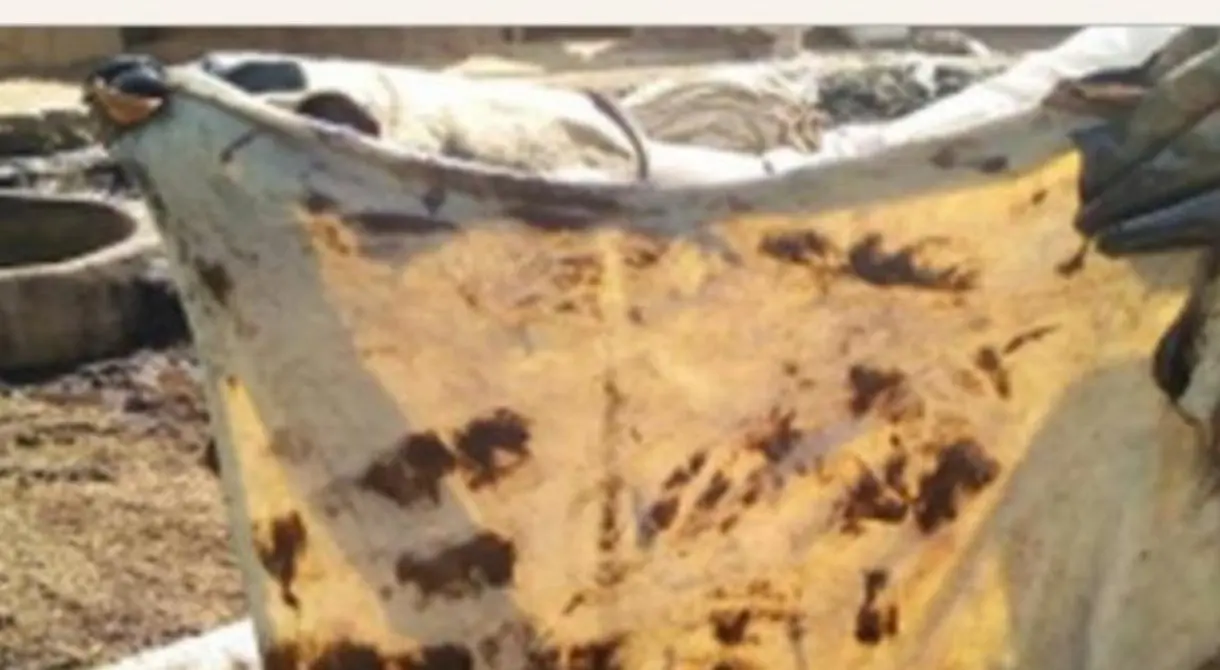 Raw Sokoto goatskin lifted from tanning pit, Sokoto, Nigeria